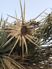 Yucca brevifolia