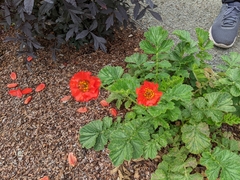 Geum coccineum