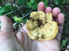 Mycorrhaphium adustum