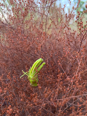 Schistocerca americana