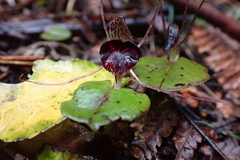 Corybas iridescens