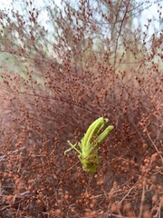 Schistocerca americana