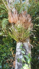 Dendrobium antennatum