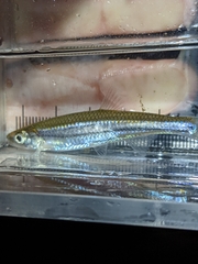 Notropis atherinoides