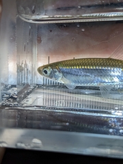 Notropis atherinoides