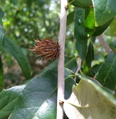 Andricus quercusfoliatus