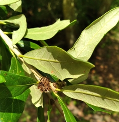 Andricus quercusfoliatus