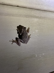 Hyla femoralis
