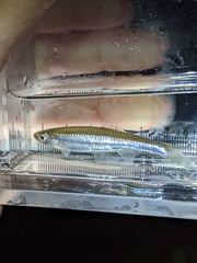 Notropis atherinoides