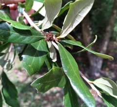 Andricus quercusfoliatus