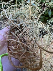 Usnea rubicunda