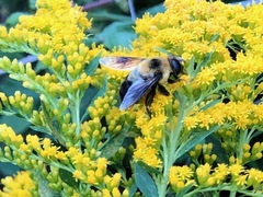 Eristalis flavipes