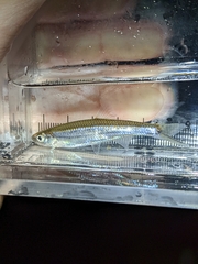 Notropis atherinoides