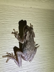 Hyla femoralis