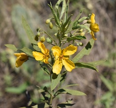 Senna roemeriana