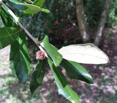 Andricus quercusfoliatus