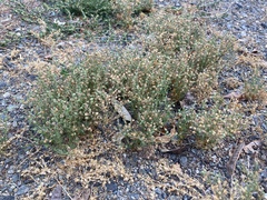 Spergularia rubra