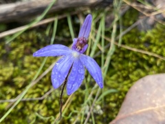 Cyanicula caerulea