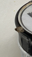 Plodia interpunctella