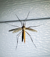 Tipula paludosa