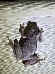 Hyla femoralis
