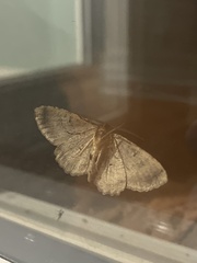 Melanolophia