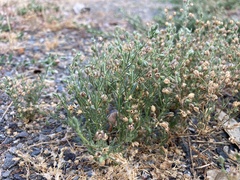 Spergularia rubra