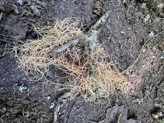 Usnea rubicunda