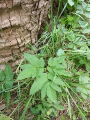 Aegopodium podagraria