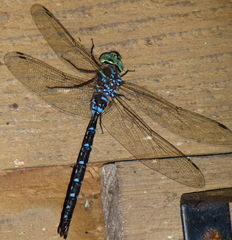 Aeshna tuberculifera