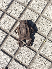 Rhinella dorbignyi
