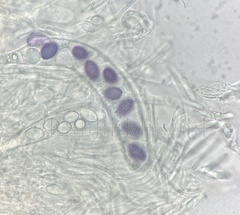 Ascobolus aglaosporus