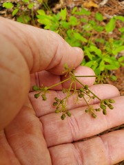 Zizia aurea