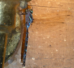 Aeshna tuberculifera