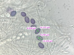 Ascobolus aglaosporus