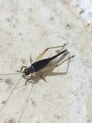 Trigonidium humbertianum