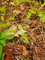 Zizia aurea