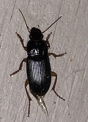 Harpalus