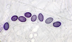 Ascobolus aglaosporus