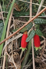 Correa reflexa speciosa