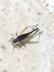 Trigonidium humbertianum