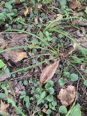 Packera obovata