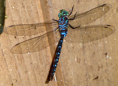 Aeshna tuberculifera