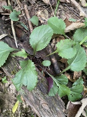 Packera obovata