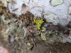 Micrathena lucasi
