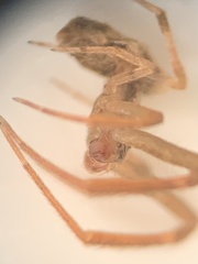 Uloborus glomosus