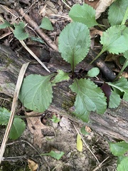 Packera obovata