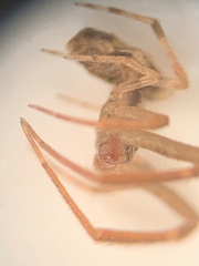 Uloborus glomosus