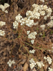Pseudognaphalium californicum