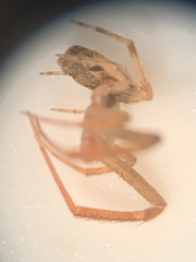Uloborus glomosus